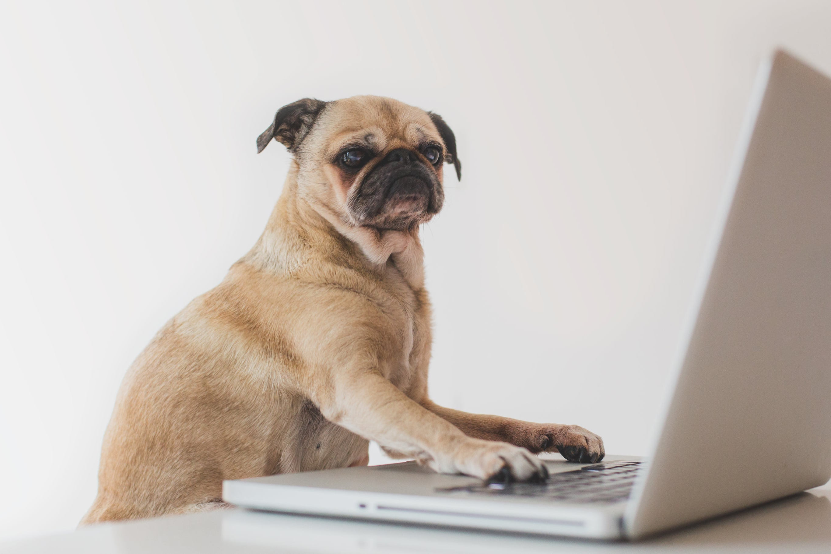 chien pug qui travail sur un ordi mac book pro